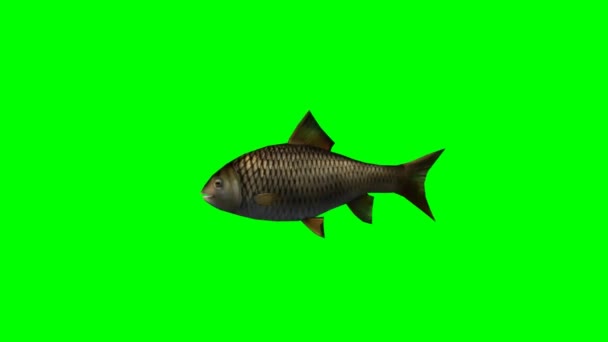 鱼在绿色屏风上游动 — 图库视频影像