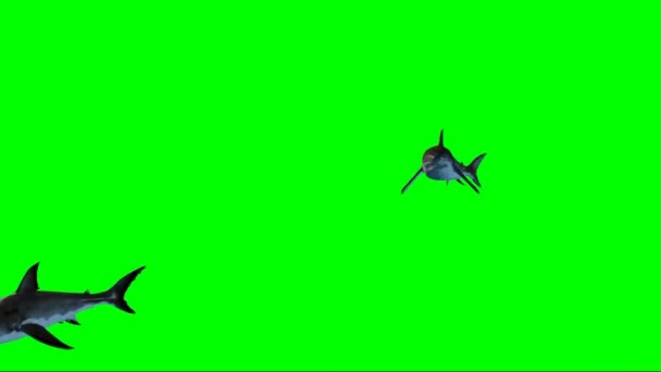 Tubarões Nadando Tela Verde — Vídeo de Stock