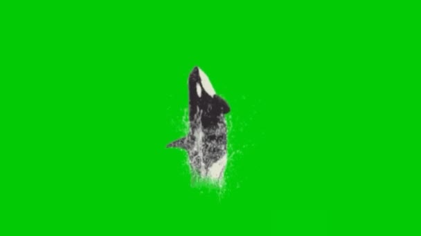 Delfín Saltando Pantalla Verde — Vídeos de Stock