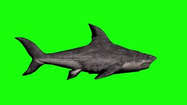 Yeşil Ekranda Köpekbalığı Yüzüyor