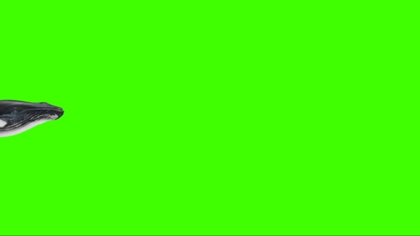 緑の画面上のザトウクジラの水泳 — ストック動画