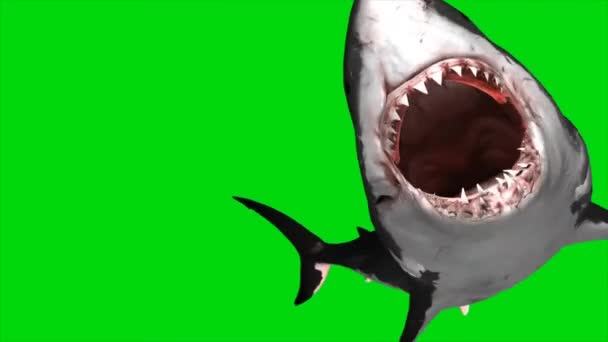 Tiburón Atacando Pantalla Verde — Vídeo de stock