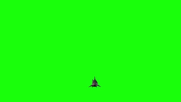 Natação Tubarão Tela Verde — Vídeo de Stock