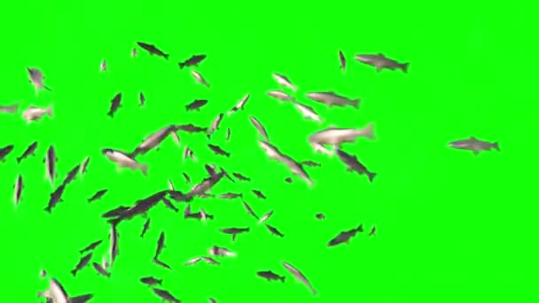Ψάρια Κολύμβηση Πράσινη Οθόνη — Αρχείο Βίντεο