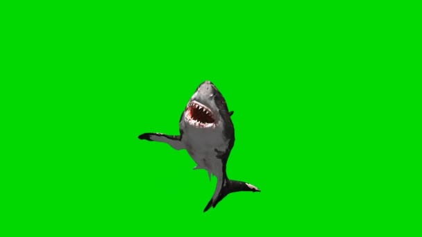 Акула Напала Зеленый Экран — стоковое видео