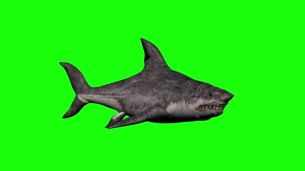 Shark Swimming Green Screen — Stock Video