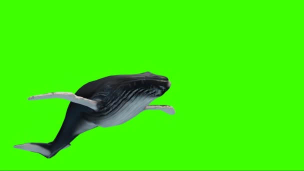 Humpback Wieloryb Pływanie Zielonym Ekranie — Wideo stockowe