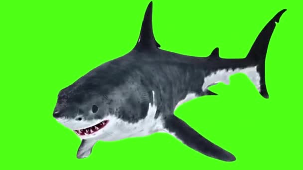 Nage Requin Sur Écran Vert — Video