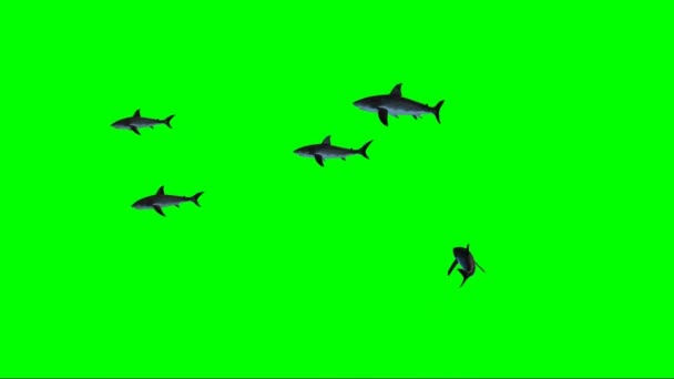 Squali Che Nuotano Sullo Schermo Verde — Video Stock