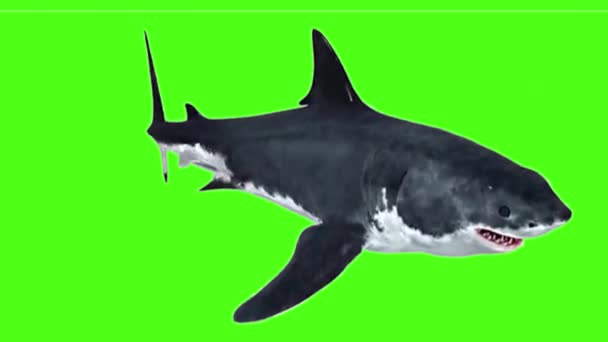Ataque Tubarão Tela Verde — Vídeo de Stock
