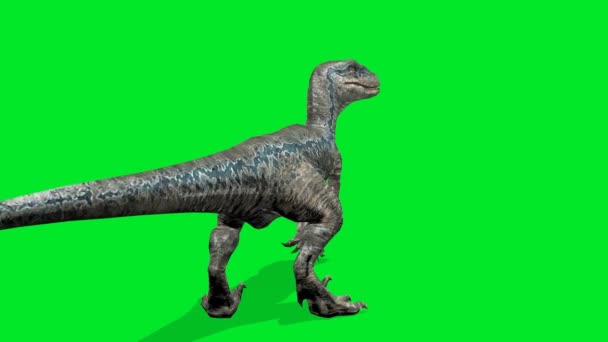 Dinosaure Regardant Sur Écran Vert — Video
