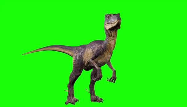 Dinosaure Regardant Sur Écran Vert — Video