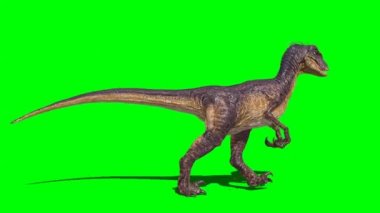 Yeşil Ekranda Yürüyen Dinozor