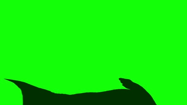Dinossauro Atacando Tela Verde — Vídeo de Stock