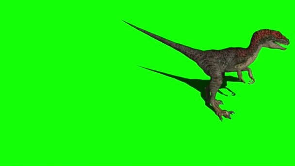 Dinosaurus Valt Aan Groen Scherm — Stockvideo