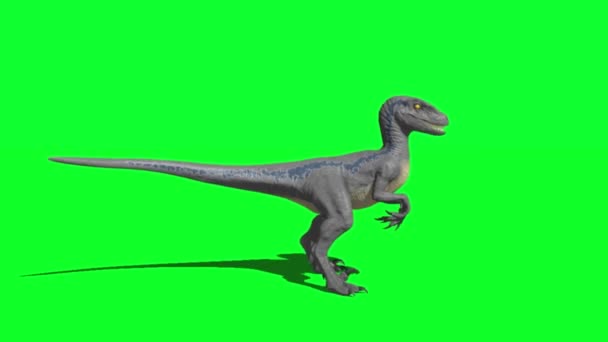 Dinosauro Ruggente Sullo Schermo Verde — Video Stock