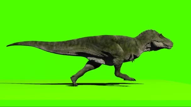 Dinosaurio Corriendo Pantalla Verde — Vídeos de Stock