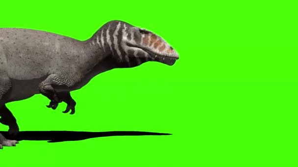 Dinosaure Marche Sur Écran Vert — Video