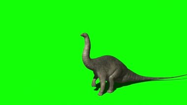 Apatosaurus Dinozoru Yeşil Ekranda Yemek
