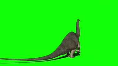 Apatosaurus Dinozoru Yeşil Ekranda Yemek