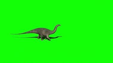 Apatosaurus Dinozor Yeşil Ekranda Yürüyor