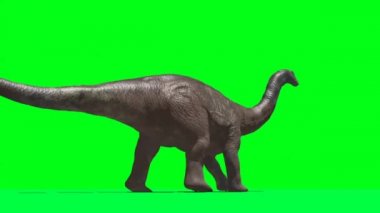 Apatosaurus Dinozor Yeşil Ekranda Yürüyor