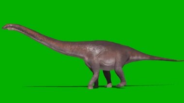 Apatosaurus Dinozor Yeşil Ekranda Yürüyor
