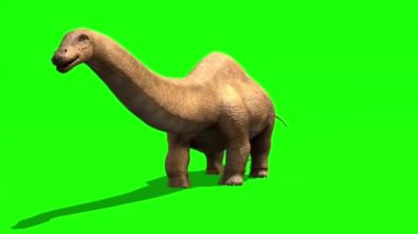 Apatosaurus Dinozor Yeşil Ekranda Yürüyor
