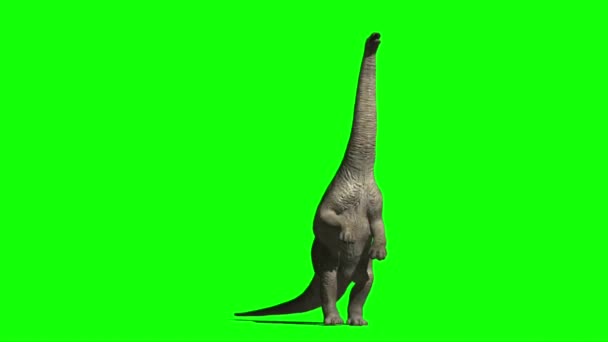 Apatosaurus Dinosaur Eating Green Screen — стокове відео