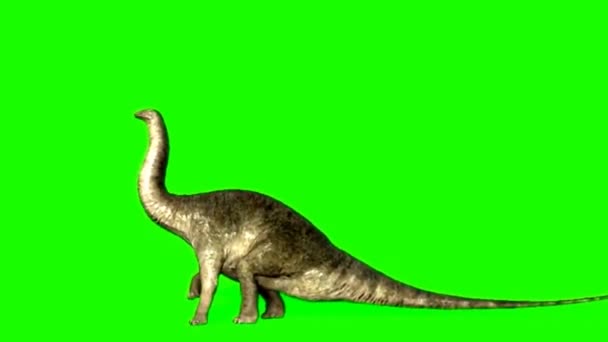 Apatosaurus Dinosauro Mangiare Sullo Schermo Verde — Video Stock