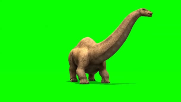 Dinosaurio Apatosaurus Comiendo Pantalla Verde — Vídeo de stock