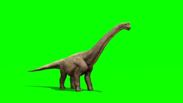Dinosaurio Apatosaurus Mirando Pantalla Verde — Vídeos de Stock