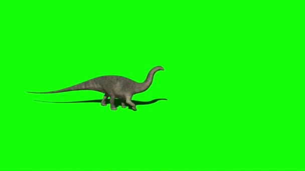 Dinossauro Apatossauro Caminhando Tela Verde — Vídeo de Stock