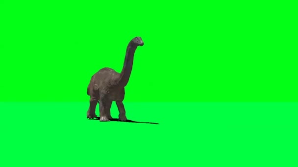 Apatosaurus Dinosaur Caminando Pantalla Verde — Vídeos de Stock