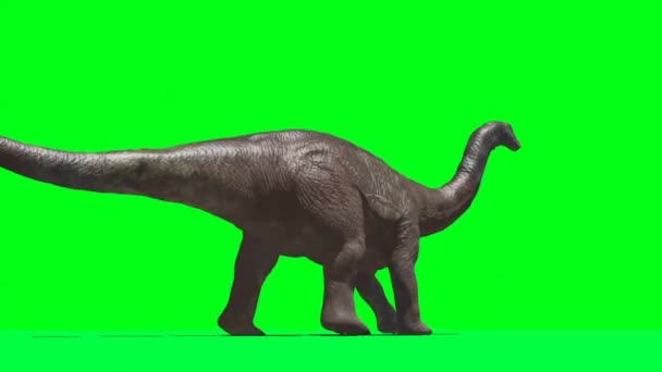 Apatozaur Dinozaur Walking Green Screen — Wideo stockowe