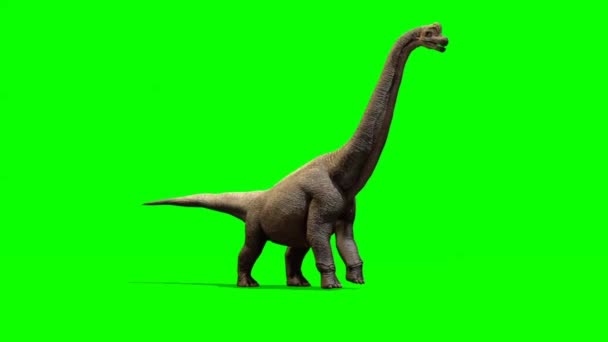 Apatosaurus Dinosaurie Walking Grön Skärm — Stockvideo