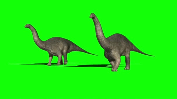 Apatosaurus Dinosaurus Wandelen Groen Scherm — Stockvideo