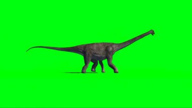 Yeşil Ekranda Yürüyen Brachiosaurus Dinozor