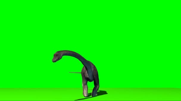 Dinosaurio Braquiosaurio Mirando Pantalla Verde — Vídeo de stock