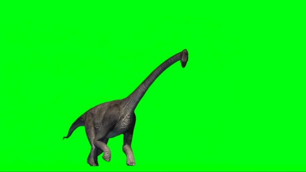 Brachiosaurus Dinosaurus Walking Green Screen — Stock video