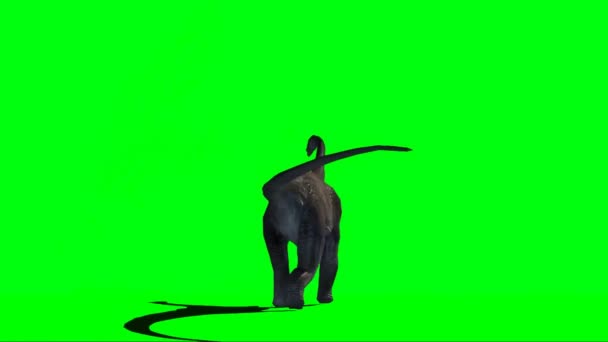 Brachiosaurus Dinozaur Plimbare Ecran Verde — Videoclip de stoc