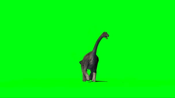 Брахими Динозавр Шагает Зеленому Экрану — стоковое видео