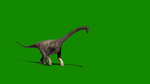 Dinossauro Braquiossauro Andando Tela Verde — Vídeo de Stock