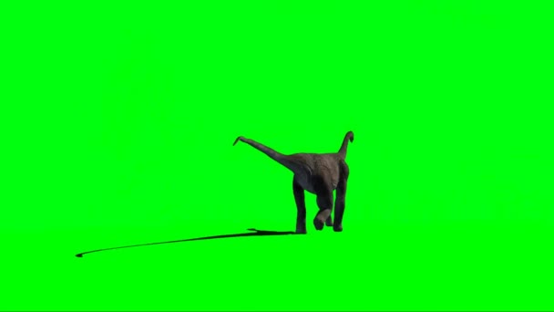Brachiosaurus Dinosaur Walking on Green Screen — Stock Video