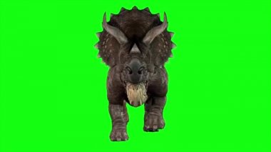 Triceratops Dinazoru Yeşil Ekranda Yürüyor