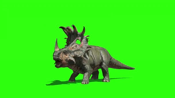Sinoceratops Dinosaurier Brüllt Auf Grünem Bildschirm — Stockvideo