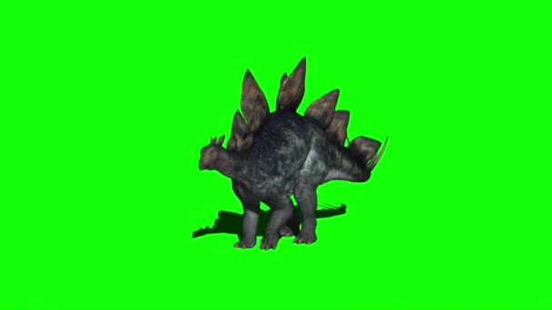 Stegosaurus Dinosaurus Valt Aan Groen Scherm — Stockvideo