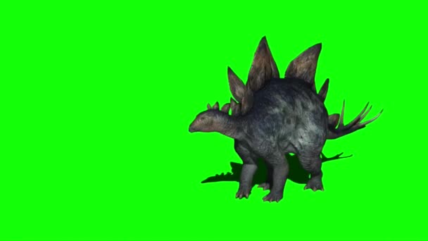 Dinossauro Stegosaurus Atacando Tela Verde — Vídeo de Stock