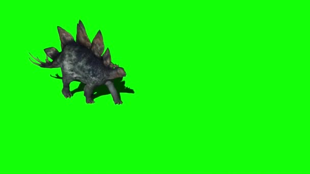 Dinossauro Stegosaurus Caminhando Tela Verde — Vídeo de Stock
