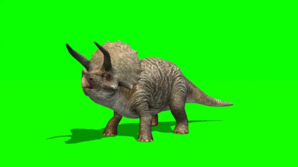 Triceratops Dinosaurier Brüllt Auf Grünem Bildschirm — Stockvideo